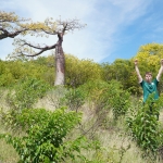 Baobab